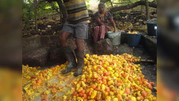 Goa's Feni manufacturing process may be patented