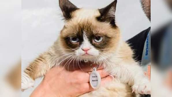 Internet meme sensation Grumpy Cat to star in upcoming film