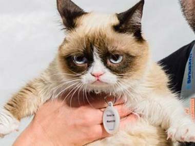 Grumpy Mmee Internet meme sensation Grumpy Cat to star in upcoming film – Firstpost