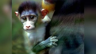 India's first baby Mandrill monkeys doing well at Jamshedpur zoo