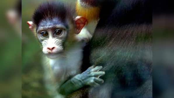 India's first baby Mandrill monkeys doing well at Jamshedpur zoo