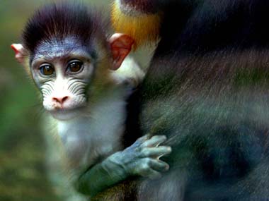 India's first baby Mandrill monkeys doing well at Jamshedpur zoo India's first baby Mandrill monkeys doing well at Jamshedpur zoo