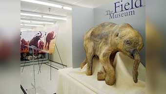 Cosmic impact wiped out woolly mammoths?