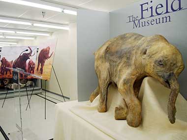 Cosmic impact wiped out woolly mammoths? Cosmic impact wiped out woolly mammoths?