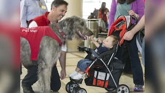 How dogs are helping US passengers beat stress at airports