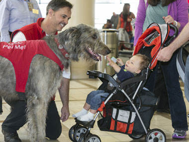 How dogs are helping US passengers beat stress at airports How dogs are helping US passengers beat stress at airports
