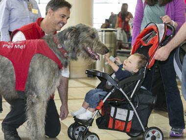 How dogs are helping US passengers beat stress at airports