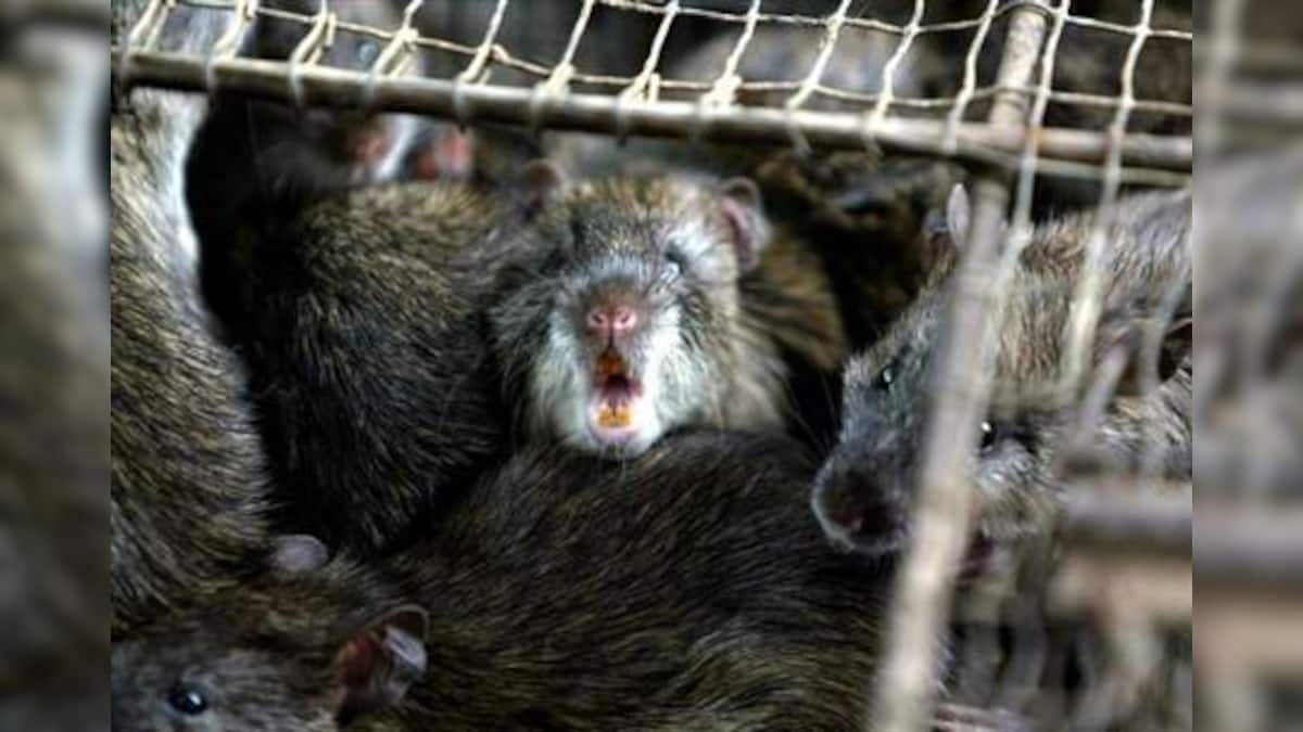 Chinese police bust million-dollar rat-meat ring – Firstpost