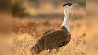 How protecting Great Indian Bustard can save other endangered species