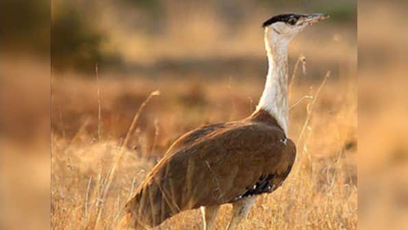 How protecting Great Indian Bustard can save other endangered species