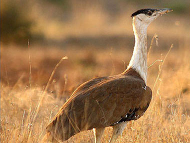 How protecting Great Indian Bustard can save other endangered species How protecting Great Indian Bustard can save other endangered species