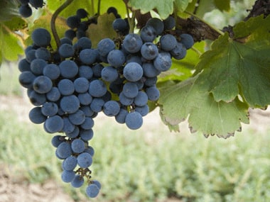 Nano-particles derived from grape lipids can help transport anti-cancer drugs to tumour cells. AFP.