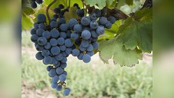 Grape lipids can help deliver anti-cancer drugs to tumour cells