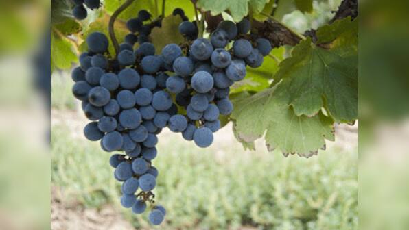 Grape lipids can help deliver anti-cancer drugs to tumour cells