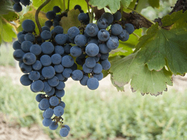 Grape lipids can help deliver anti-cancer drugs to tumour cells Grape lipids can help deliver anti-cancer drugs to tumour cells