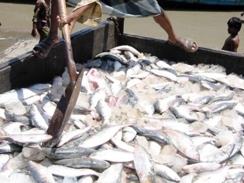 Build sanctuaries to save hilsa: Bengal scientists Build sanctuaries to save hilsa: Bengal scientists