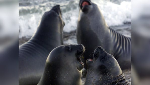Seals may have introduced tuberculosis to South America: Study