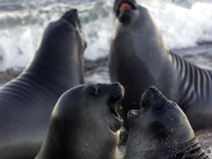 Seals may have introduced tuberculosis to South America: Study