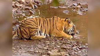 Wild tiger strays into Odisha zoo, and now locals want to keep it there