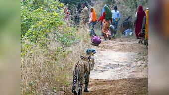 Lessons from those splendid  but empty European forests 