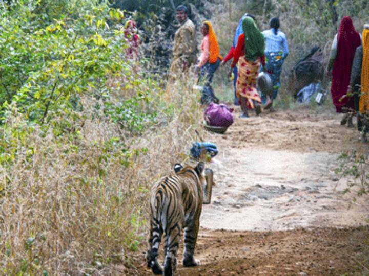 Lessons from those splendid  but empty European forests 