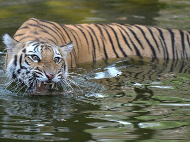 Maharashtra reserve grapples with rising number of tigers, leopards Maharashtra reserve grapples with rising number of tigers, leopards