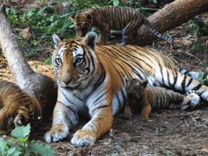 A tiger strayed into the Nandankanan zoo. Representative image. AFP.