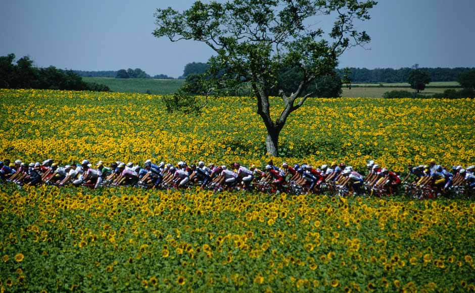 A general view of the peloton riding through the Sunflower fields on 9th July 1994 during stage seven of the Tour de France. Getty Images