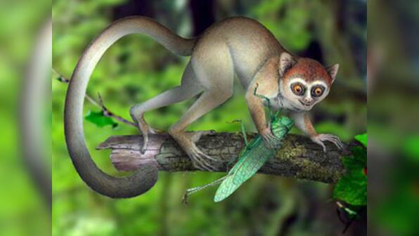 Our earliest relative: a tiny, hyperactive primate