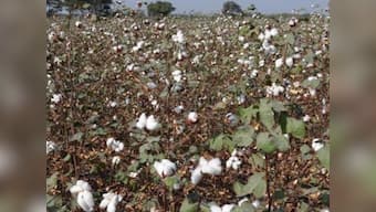 Twist in food security debate: Study shows how GM crops improve nutrition 