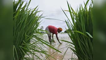 Two faces of subsidy: Bad for the poor but must for the rich