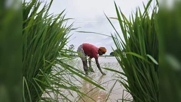 Two faces of subsidy: Bad for the poor but must for the rich