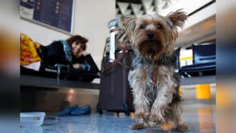 Caught in the act: Naresh Goyal's wife fined Rs 36,200 for flying with dog