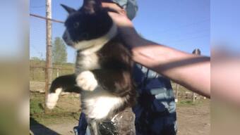 Cat burglar: Feline caught smuggling phones inside Russian jail