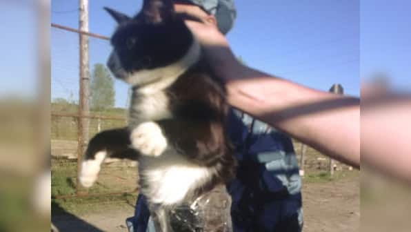 Cat burglar: Feline caught smuggling phones inside Russian jail
