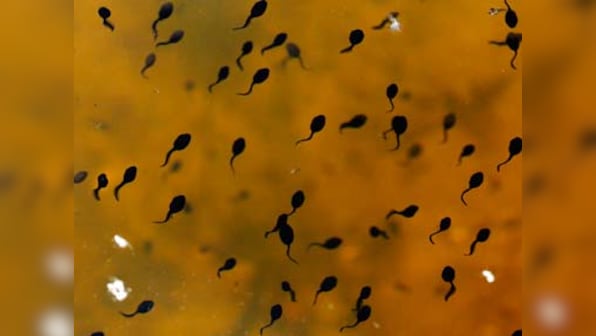 Delhi's 'Frogman' discovers three new species of legless amphibians in Northeast India