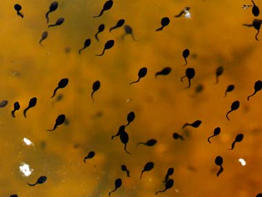 Delhi's 'Frogman' discovers three new species of legless amphibians in Northeast India Delhi's 'Frogman' discovers three new species of legless amphibians in Northeast India