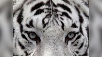 Delhi zoo's white tiger Khushi dies after giving birth to stillborn cubs