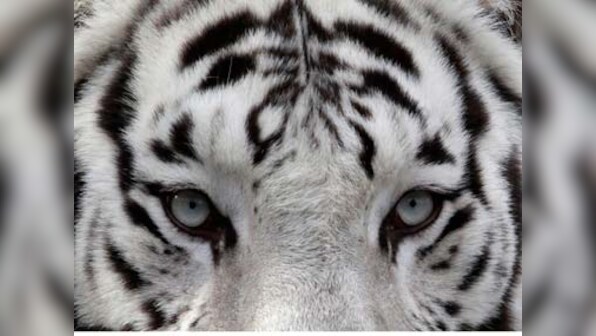 Delhi zoo's white tiger Khushi dies after giving birth to stillborn cubs