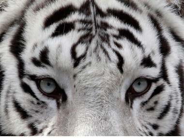 Delhi zoo's white tiger Khushi dies after giving birth to stillborn cubs Delhi zoo's white tiger Khushi dies after giving birth to stillborn cubs