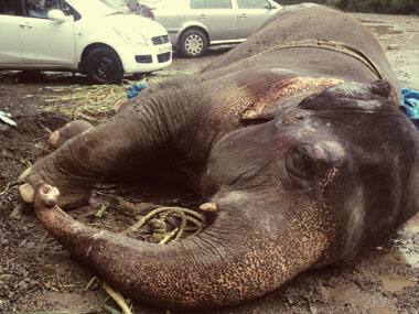 Bijlee the elephant lying helpless in Mulund.