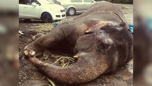 Injured and abandoned, Bijlee the elephant needs your help