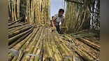 Sugar stocks surge on hopes of govt aid: All you need to know