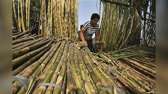 Political parties rush to cash in on UP sugar crisis