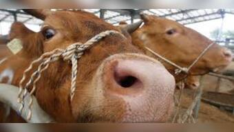 Another Ponzi scheme? Cattles sold with promise of double money for 'ghee'