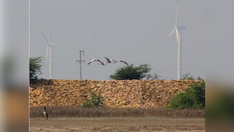 India's clean energy at the cost of biodiversity?