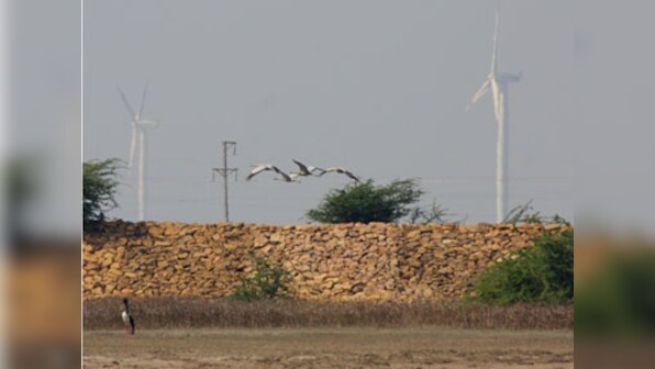 India's clean energy at the cost of biodiversity?