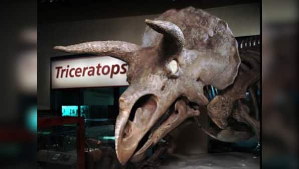 Scientists discover new species of three horned dinosaur 
