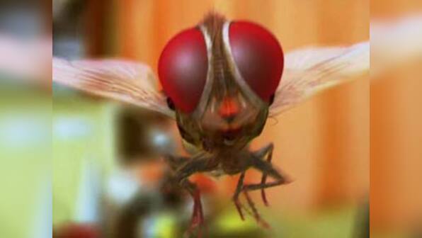 Eega appreciated at Shanghai film fest