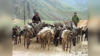 Uttarakhand floods: Group provides medical aid to animals 